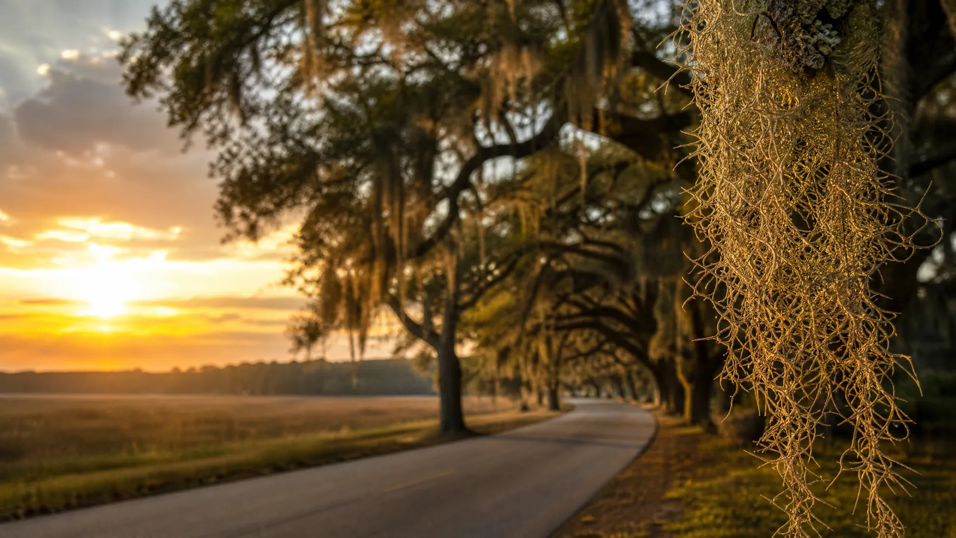 A two-lane paved road curves beneath large oak trees draped with hanging Spanish moss at sunrise or sunset, with an open grassy field on the left.